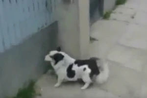 Cách vào nhà bị khóa cửa của chú chó thông minh 