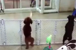 Lạ mắt với clip chú cún nhảy cực sung 