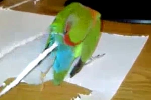 Lạ mắt với chú két tự xé giấy gắn vào đuôi