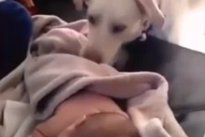 Cảm động với cảnh chú chó đắp chăn cho em bé