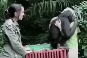 Cảm động chú vượn chia tay mọi người về với rừng xanh