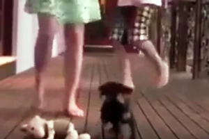 Clip: Cún con bảo vệ cô chủ 