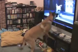 Biểu cảm của chú chó khi xem bộ phim về 'chó Bolt'