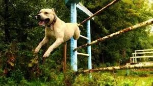 Clip: Chú chó nhảy Parkour siêu ngoạn mục 