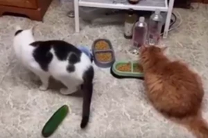 Kỳ lạ: Những chú mèo phát hoảng vì... dưa chuột