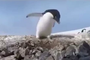 Clip: Kẻ trộm trong thế giới chim cánh cụt