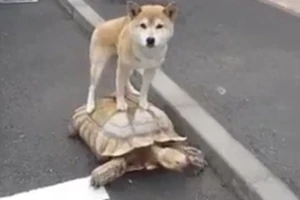 Clip: Lạ mắt với màn cưỡi rùa đi dạo của chú chó