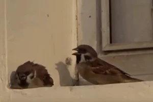 Clip: Cảm động chú chim loay hoay tìm chỗ trú cho bạn