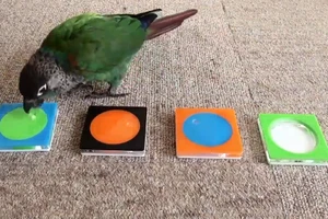 Clip: Chú chim xếp màu sắc vô cùng chính xác