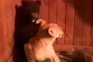 Clip: Buồn cười với cảnh chú gấu giật bắn mình khi gặp sư tử