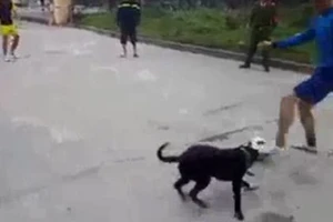 Buồn cười cảnh chú chó thích chơi bóng