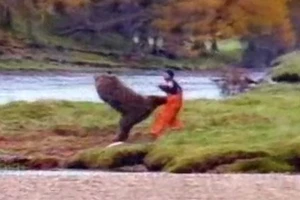 Clip: Chú gấu so tài Kung Fu cùng người