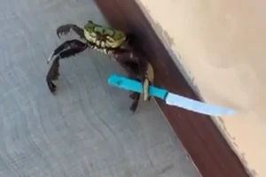 Chú cua dùng dao chống trả người hot nhất những ngày qua