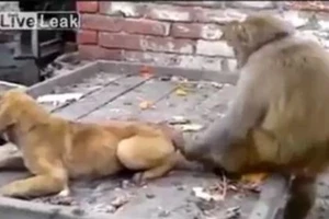 Tổng hợp những pha đùa dai của các chú khỉ 