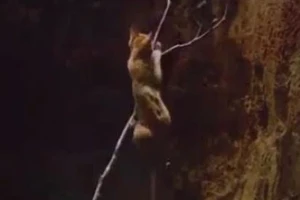 Clip vui: Xem chú chó tìm mọi cách cứu... cô mèo dưới hố sâu