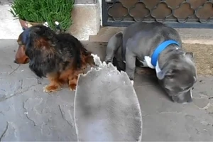 Chú chó xấu hổ vì bị chủ nhân tra khảo