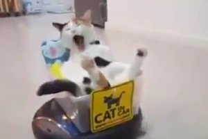 Chú mèo lười nằm phè phỡn trên robot hút bụi 