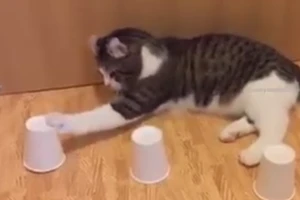 Chú mèo thông minh chơi trò đoán vật trong 3 chiếc cốc