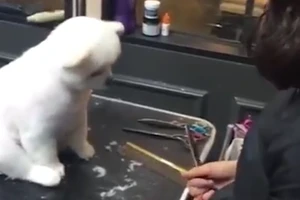 Chú cún siêu dễ thương tự tin ngồi im để chủ tỉa lông