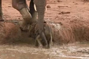 Pha giải cứu voi con khỏi vũng lầy của các chú voi