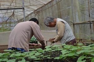 Mang tình yêu nông nghiệp hữu cơ qua đất Việt