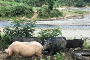 Thầy giáo miền núi và câu chuyện trồng rau sạch