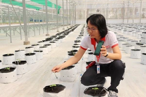 QTSC muốn trở thành mẫu đô thị thông minh đầu tiên