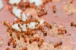 6 loại côn trùng trở thành món ăn đặc sản