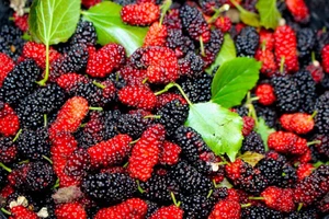 Dâu tằm giúp điều hòa huyết áp và giảm cholesterol xấu