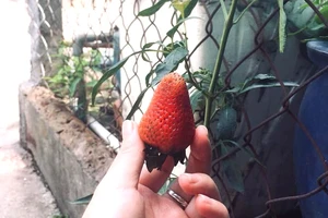 Thực phẩm tốt cho não bộ, tăng sự tập trung và giảm stress