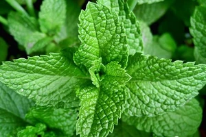 10 lợi ích bất ngờ của lá bạc hà