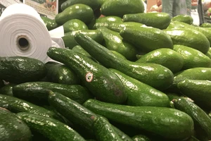 Nếu ăn một quả bơ mỗi ngày điều gì sẽ xảy ra cho cơ thể?