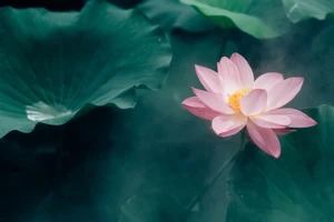 Những lợi ích độc đáo bất ngờ của hoa sen