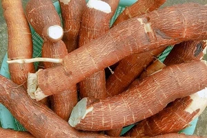 Nhiều lợi ích của khoai mì mà ít người biết đến