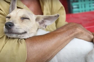 Vợ chồng nhặt ve chai nuôi những chú chó bị bỏ rơi