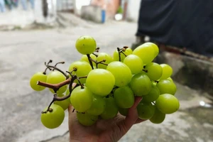 8 loại trái cây nên ăn để đẩy lùi bệnh gan nhiễm mỡ