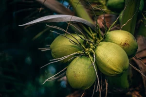 9 lợi ích sức khỏe của việc uống nước dừa trong mùa nắng nóng