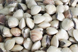 7 thực phẩm giàu vitamin B12 giúp bạn duy trì sức khỏe tối ưu