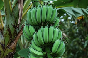 Điều gì xảy ra với sức khỏe khi bạn ăn chuối xanh?