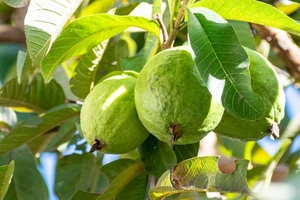 Khám phá công dụng chữa bệnh bất ngờ từ ổi và lá ổi