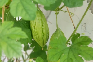 Giảm cân tự nhiên từ 6 loại rau quả xanh quen thuộc 