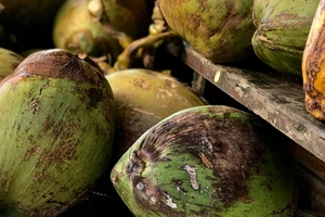 Cẩn thận với nước dừa trong mùa nóng: Những ai nên tránh xa?