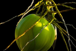 Uống nước dừa lúc nào là tốt nhất cho sức khỏe? 