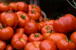 Người bị trào ngược axit có nên ăn cà chua không? 