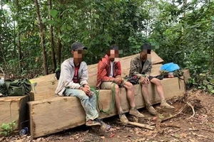 Bắt nhóm người khai thác gỗ trái phép