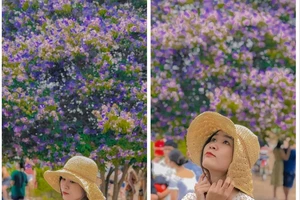 Cây bằng lăng tím khổng lồ thu hút giới trẻ đến chụp hình