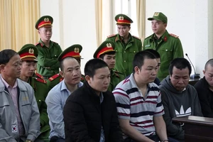 Rừng thông bị phá, 7 người nhận hơn 32 năm tù