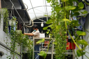 Khu nhà trọ xanh mát độc đáo ở quận 12