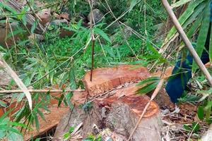 1 trạm trưởng quản lý rừng ở Gia Lai bị bắt giam