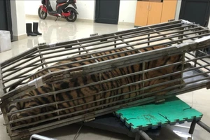 Đang chở con hổ nặng 200kg thì bị cảnh sát chặn bắt